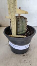 ASTROPHYTUM ASTERIAS Nº 861 – vaso 15