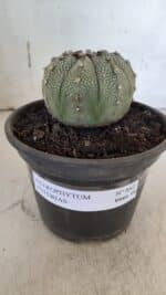 ASTROPHYTUM ASTERIAS Nº 862 – vaso 15 - Imagem 2