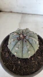ASTROPHYTUM ASTERIAS Nº 862 – vaso 15 - Imagem 8