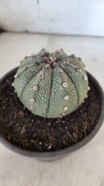 ASTROPHYTUM ASTERIAS Nº 862 – vaso 15 - Imagem 7