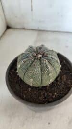 ASTROPHYTUM ASTERIAS Nº 862 – vaso 15 - Imagem 6