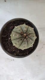 ASTROPHYTUM ASTERIAS Nº 862 – vaso 15 - Imagem 3