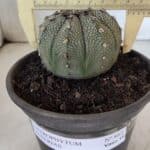 ASTROPHYTUM ASTERIAS Nº 862 – vaso 15