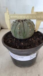 ASTROPHYTUM ASTERIAS Nº 862 – vaso 15