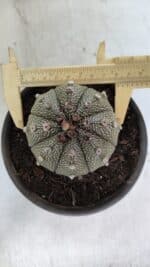 ASTROPHYTUM ASTERIAS Nº 862 – vaso 15 - Imagem 5