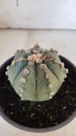 ASTROPHYTUM ASTERIAS Nº 863 – vaso 15 - Imagem 9