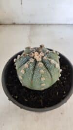 ASTROPHYTUM ASTERIAS Nº 863 – vaso 15 - Imagem 8