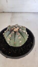 ASTROPHYTUM ASTERIAS Nº 863 – vaso 15 - Imagem 7