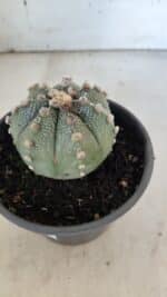 ASTROPHYTUM ASTERIAS Nº 863 – vaso 15 - Imagem 6