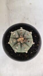 ASTROPHYTUM ASTERIAS Nº 863 – vaso 15 - Imagem 3