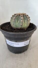 ASTROPHYTUM ASTERIAS Nº 865 – vaso 15 - Imagem 2