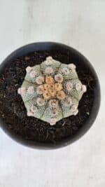 ASTROPHYTUM ASTERIAS Nº 865 – vaso 15 - Imagem 3