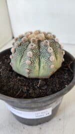 ASTROPHYTUM ASTERIAS Nº 865 – vaso 15 - Imagem 9