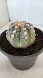 ASTROPHYTUM ASTERIAS Nº 865 – vaso 15 - Imagem 8