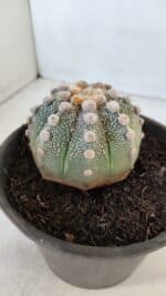 ASTROPHYTUM ASTERIAS Nº 865 – vaso 15 - Imagem 7