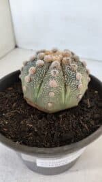 ASTROPHYTUM ASTERIAS Nº 865 – vaso 15 - Imagem 6