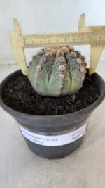 ASTROPHYTUM ASTERIAS Nº 865 – vaso 15 - Imagem 4