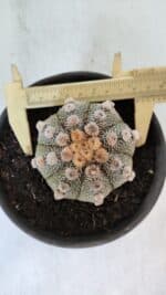 ASTROPHYTUM ASTERIAS Nº 865 – vaso 15