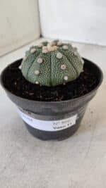 ASTROPHYTUM ASTERIAS Nº 866 – vaso 11 - Imagem 9