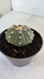 ASTROPHYTUM ASTERIAS Nº 866 – vaso 11 - Imagem 6