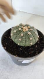 ASTROPHYTUM ASTERIAS Nº 866 – vaso 11 - Imagem 7