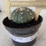 ASTROPHYTUM ASTERIAS Nº 866 – vaso 11