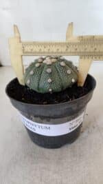 ASTROPHYTUM ASTERIAS Nº 866 – vaso 11