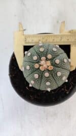 ASTROPHYTUM ASTERIAS Nº 866 – vaso 11 - Imagem 5