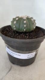 ASTROPHYTUM ASTERIAS "NUDUM"  Nº 867 – vaso 15 - Imagem 2