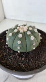 ASTROPHYTUM ASTERIAS "NUDUM"  Nº 867 – vaso 15 - Imagem 10