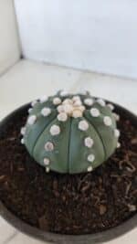 ASTROPHYTUM ASTERIAS "NUDUM"  Nº 867 – vaso 15 - Imagem 9