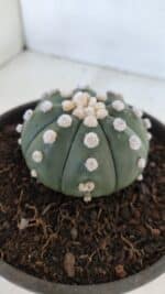 ASTROPHYTUM ASTERIAS "NUDUM"  Nº 867 – vaso 15 - Imagem 8