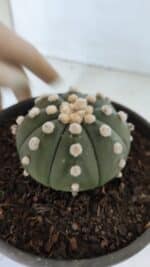 ASTROPHYTUM ASTERIAS "NUDUM"  Nº 867 – vaso 15 - Imagem 7