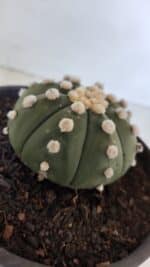 ASTROPHYTUM ASTERIAS "NUDUM"  Nº 867 – vaso 15 - Imagem 6