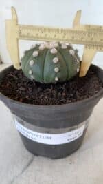 ASTROPHYTUM ASTERIAS "NUDUM"  Nº 867 – vaso 15 - Imagem 5