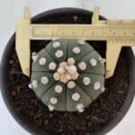 ASTROPHYTUM ASTERIAS "NUDUM"  Nº 867 – vaso 15