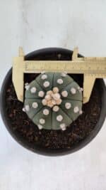 ASTROPHYTUM ASTERIAS "NUDUM"  Nº 867 – vaso 15