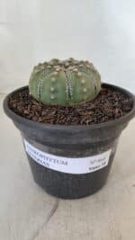 ASTROPHYTUM ASTERIAS Nº 868 – vaso 15 - Imagem 2