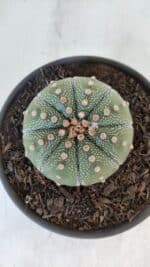 ASTROPHYTUM ASTERIAS Nº 868 – vaso 15 - Imagem 3