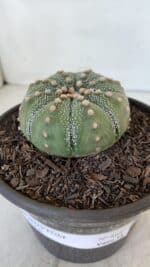 ASTROPHYTUM ASTERIAS Nº 868 – vaso 15 - Imagem 9