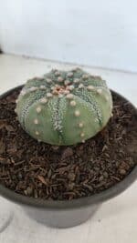 ASTROPHYTUM ASTERIAS Nº 868 – vaso 15 - Imagem 8