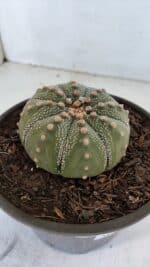 ASTROPHYTUM ASTERIAS Nº 868 – vaso 15 - Imagem 6