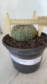 ASTROPHYTUM ASTERIAS Nº 868 – vaso 15
