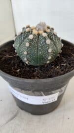 MATRIZ ASTROPHYTUM ASTERIAS Nº 870 – vaso 15 - Imagem 12