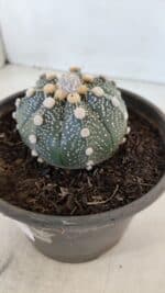 MATRIZ ASTROPHYTUM ASTERIAS Nº 870 – vaso 15 - Imagem 11