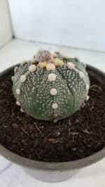 MATRIZ ASTROPHYTUM ASTERIAS Nº 870 – vaso 15 - Imagem 10