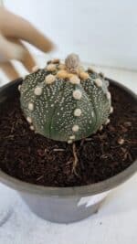 MATRIZ ASTROPHYTUM ASTERIAS Nº 870 – vaso 15 - Imagem 9
