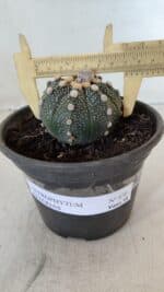 MATRIZ ASTROPHYTUM ASTERIAS Nº 870 – vaso 15 - Imagem 6