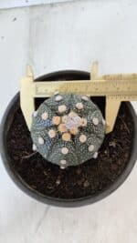 MATRIZ ASTROPHYTUM ASTERIAS Nº 870 – vaso 15 - Imagem 7