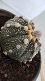 MATRIZ ASTROPHYTUM ASTERIAS Nº 870 – vaso 15 - Imagem 8